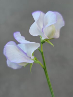 Lillhernes `Albutt Blue`