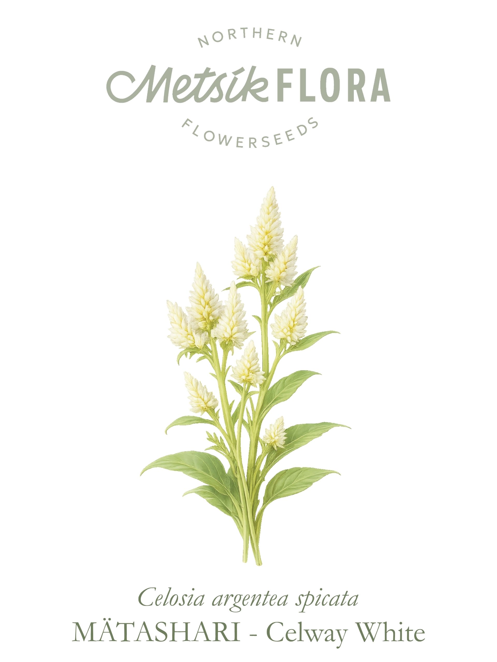 Mätashari `Celway White` - Pilt 2
