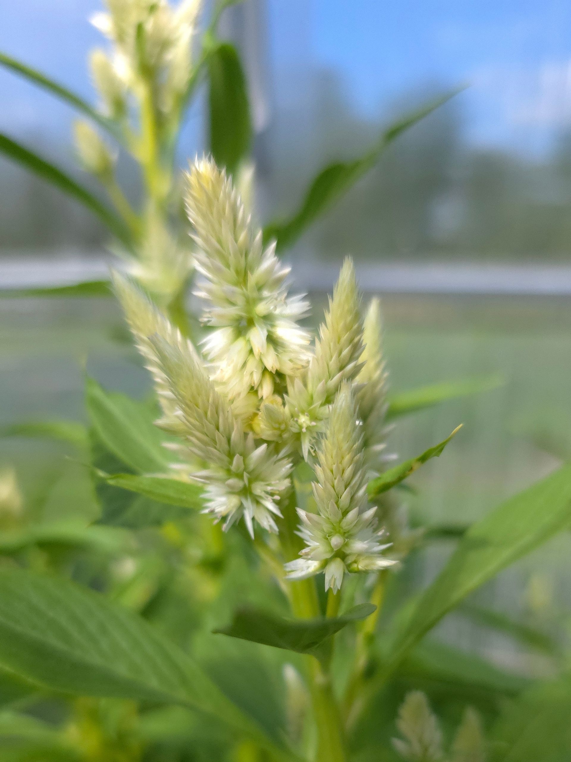 Mätashari `Celway White`