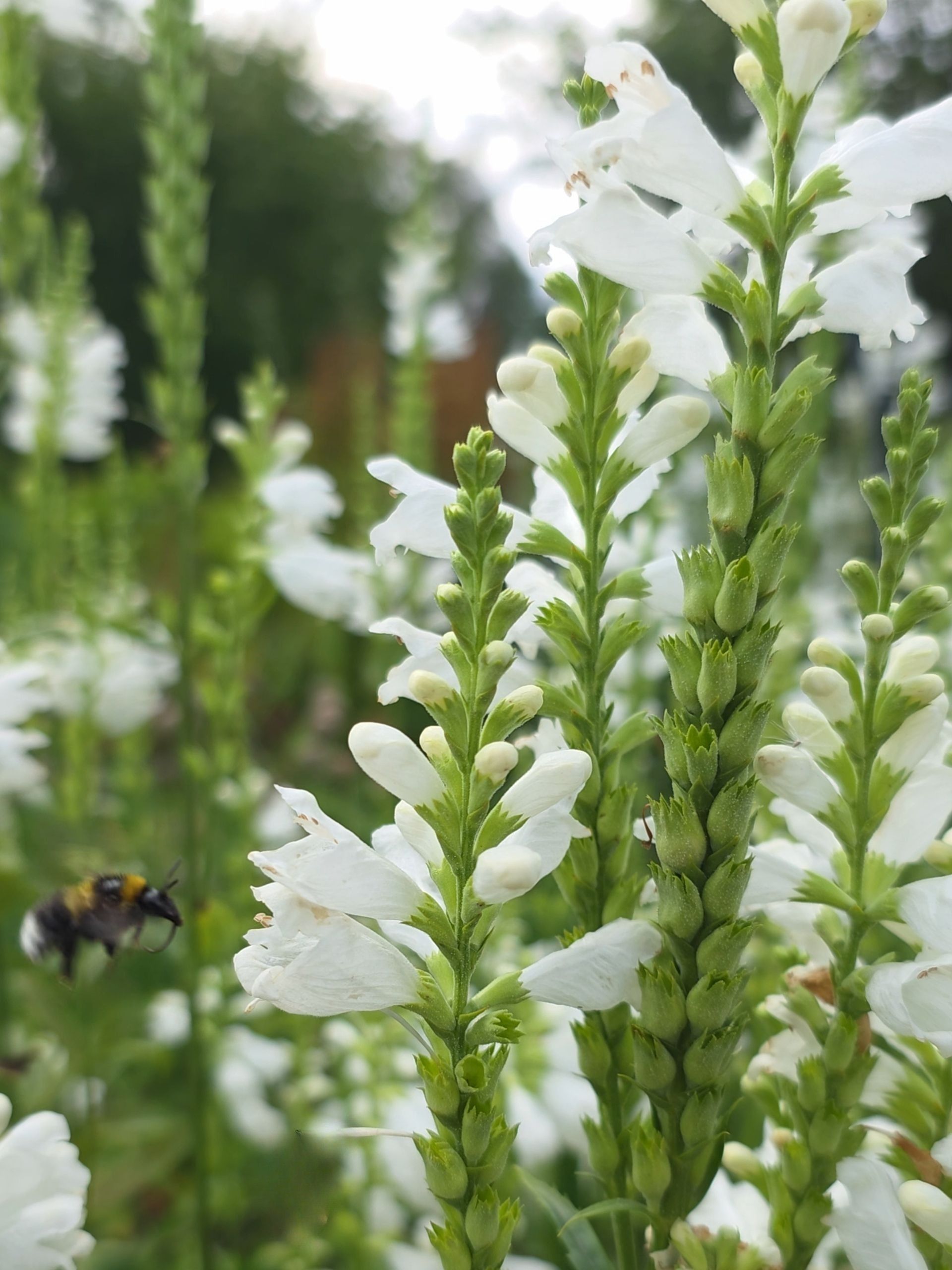 Virgiinia Tonditupik `Crown of Snow` - Pilt 2