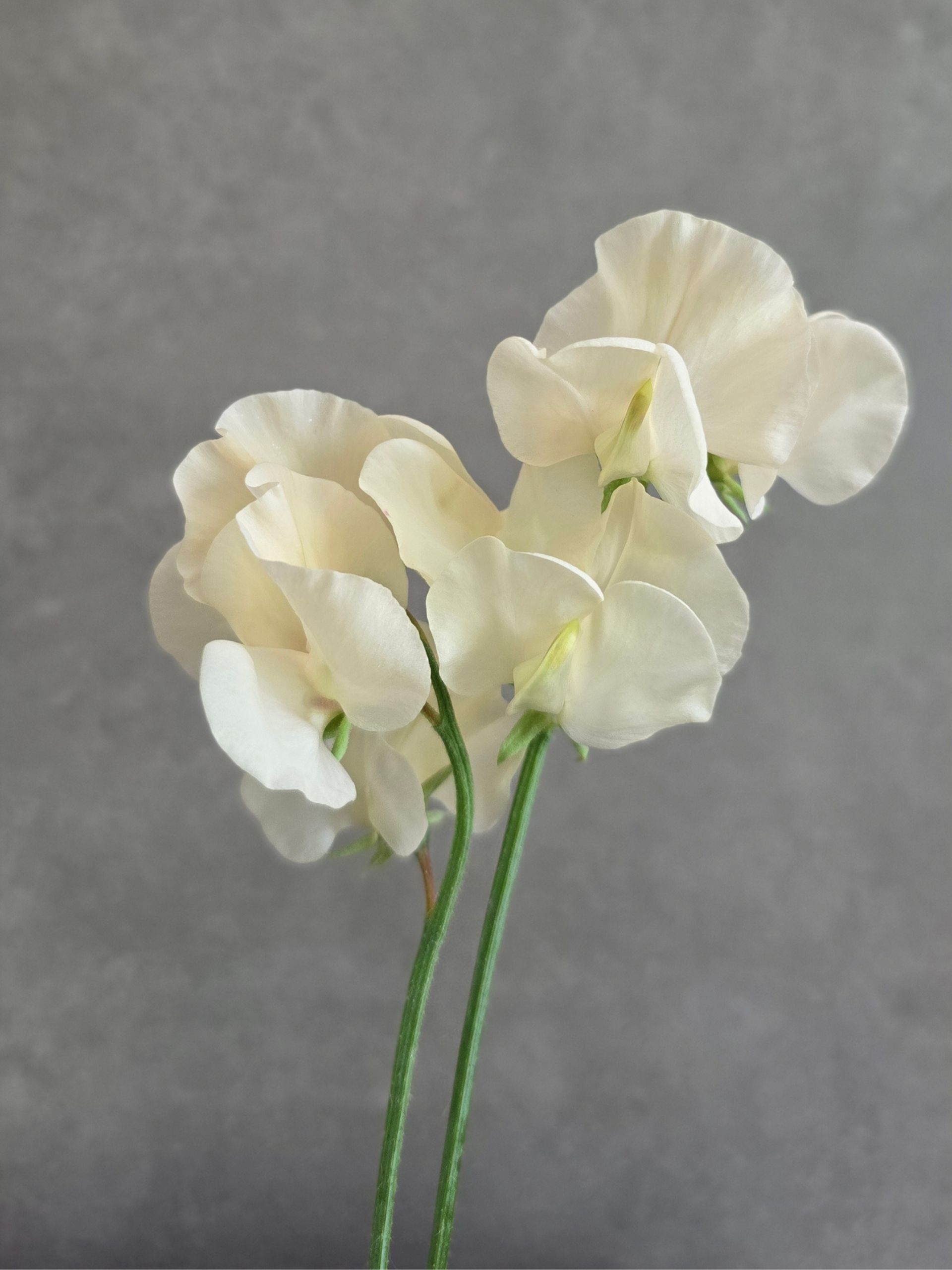 Lillhernes `Juliet` - Pilt 2