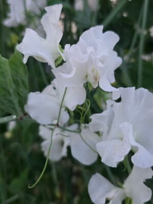 Lillhernes White Frills Metsikflora
