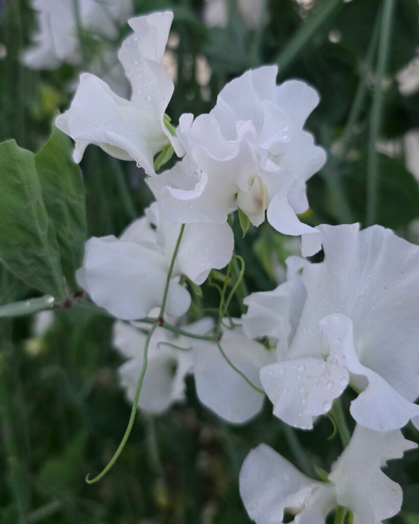 Lillhernes White Frills Metsikflora