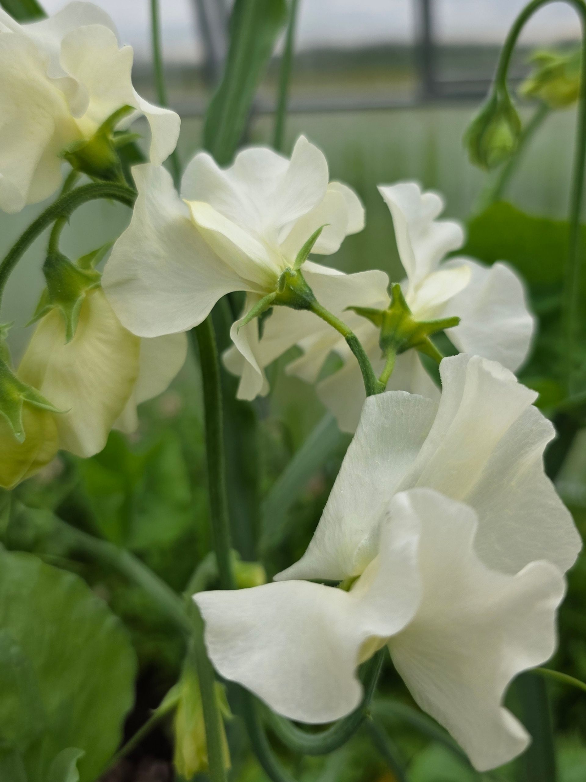 Lillhernes `Juliet`